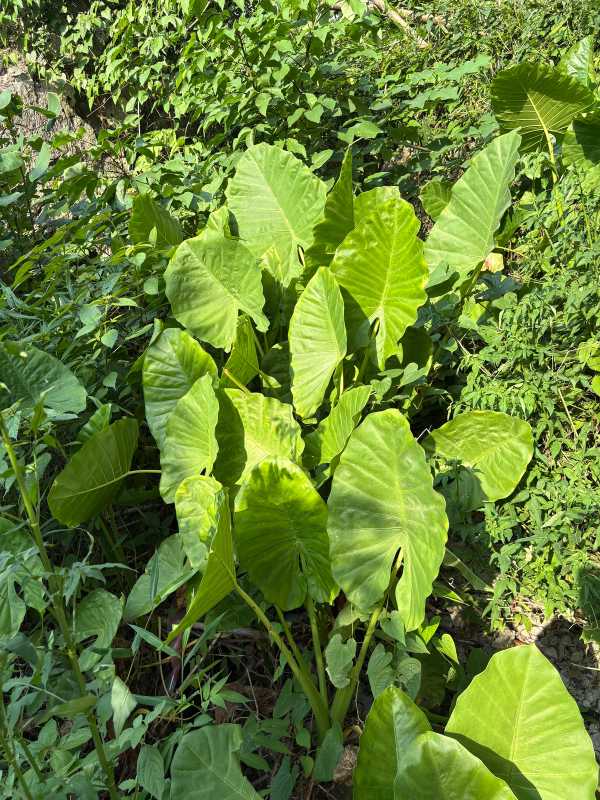 Yangshuo - 2025 - Elia's Diary