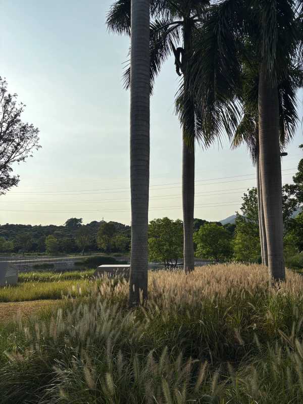 Shenzhen - 2025 - Elia's Diary