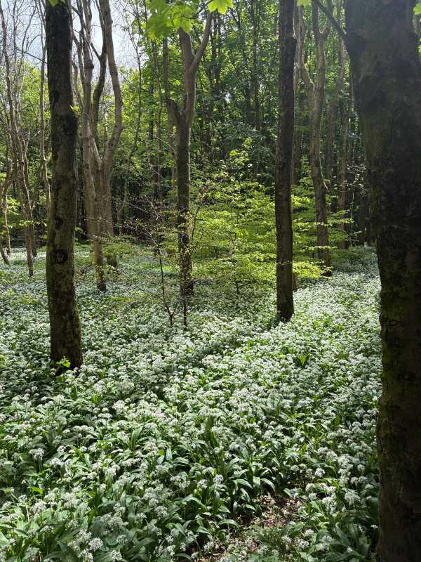 Glasgow - 2025 - Elia's Diary