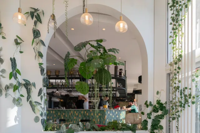 Plantes devant le bar