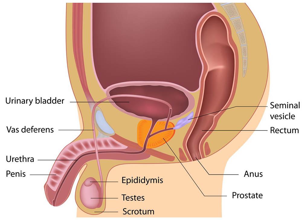 Diagram showing the external and internal parts of the male reproductive system.