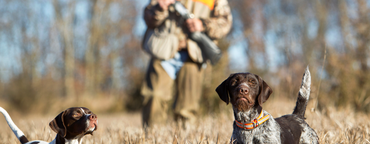 Jagtjakke til jagt med hund