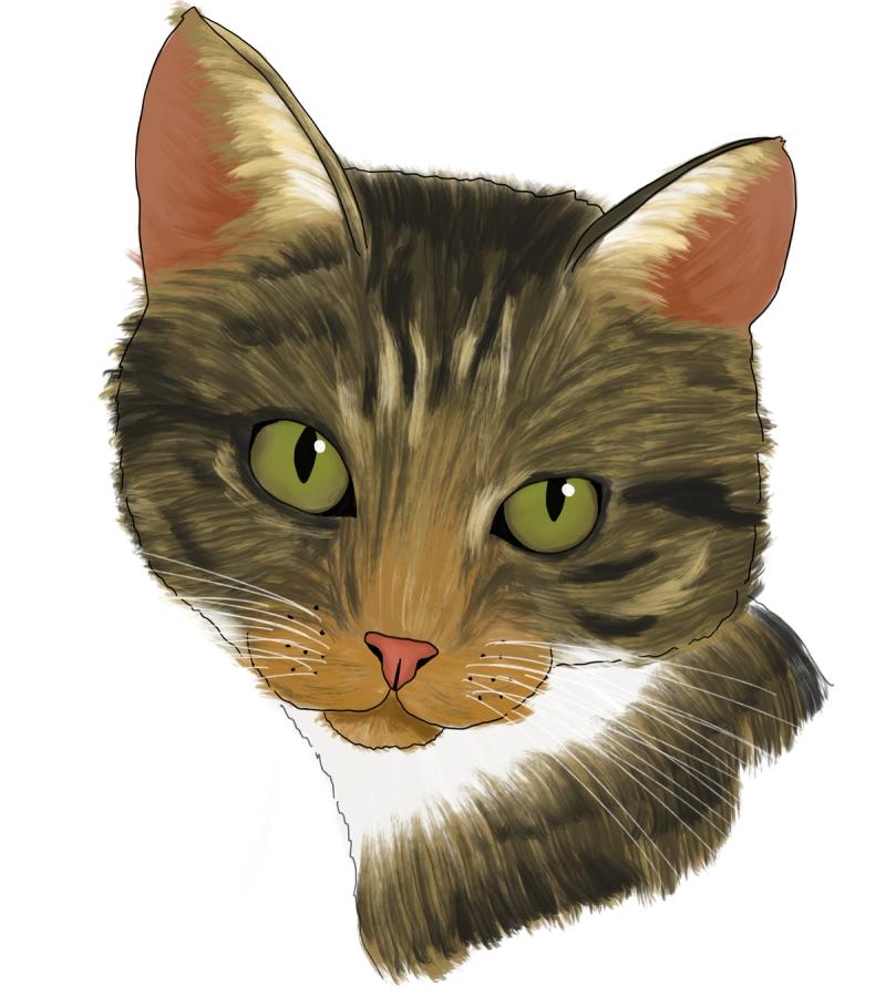 Pet portrait illustration of my tabby cat Waffles