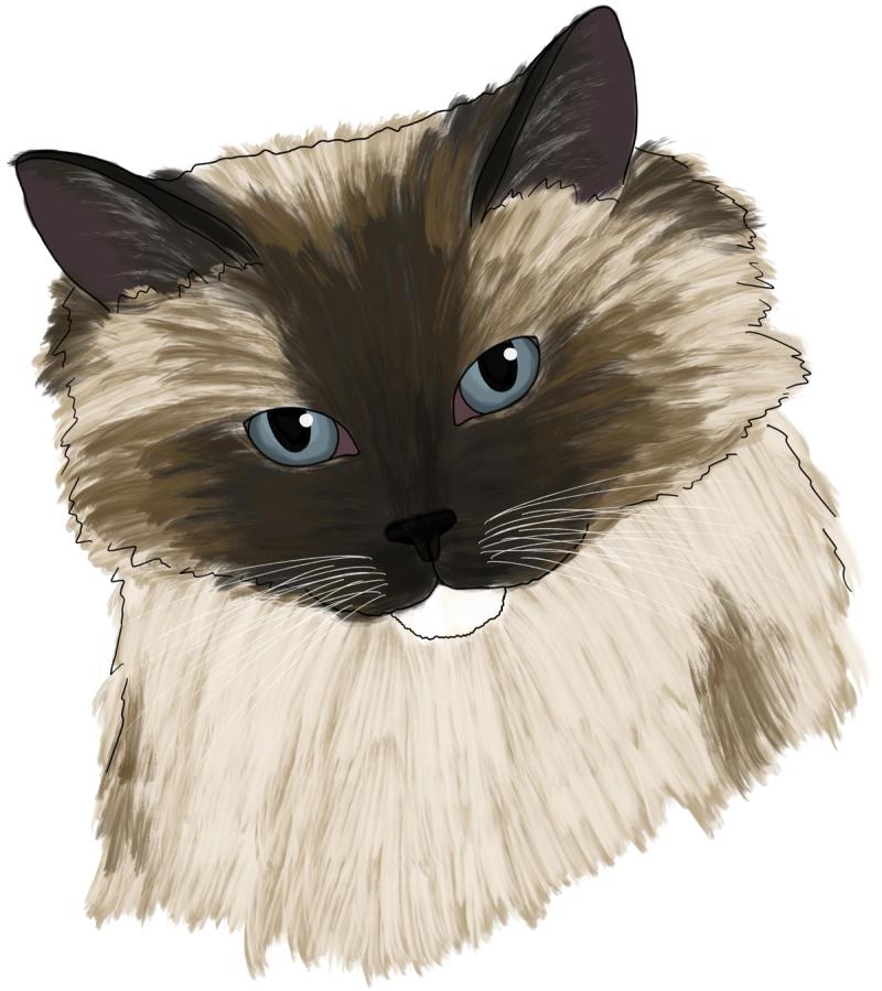 Pet portrait illustration of my ragdoll cat Hamilton