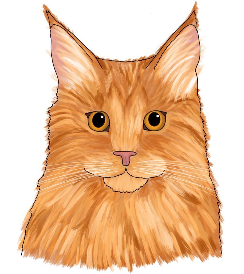 Pet portrait illustration of my maine coon cat Wilbury