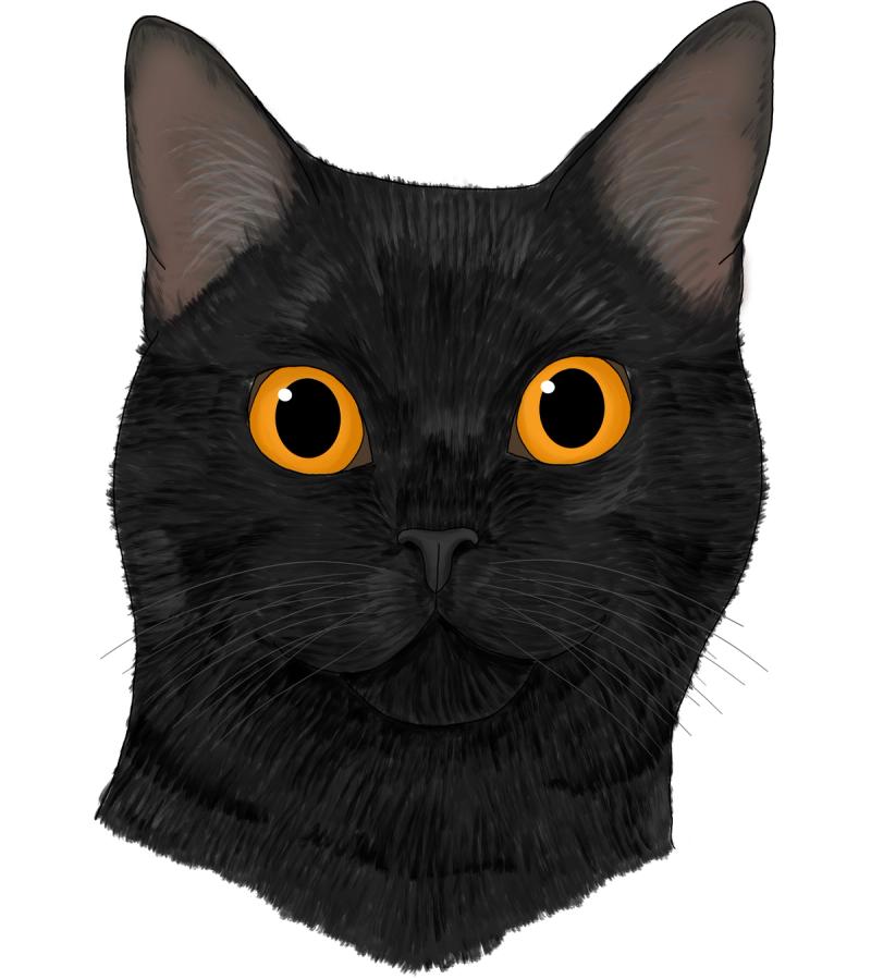 Pet portrait illustration of my black british shorthair cat Clementine
