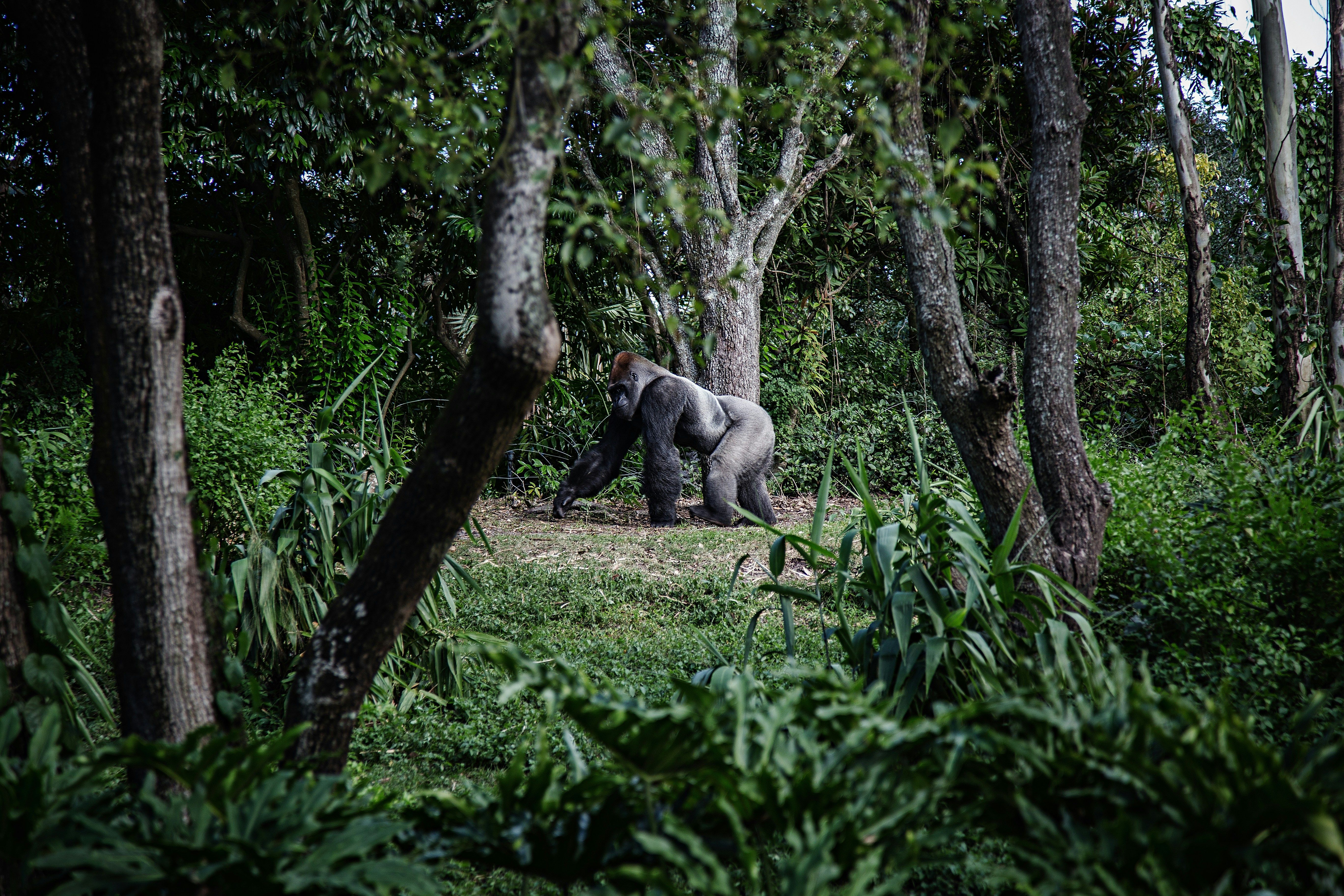 Photo of silverback gorilla walking through trees