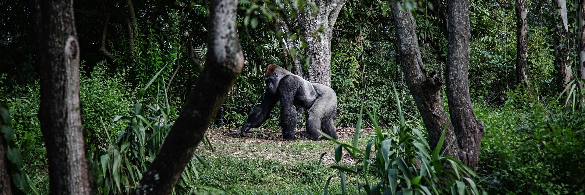 Fotografia de um gorila dorso-prateado a caminhar pela floresta.