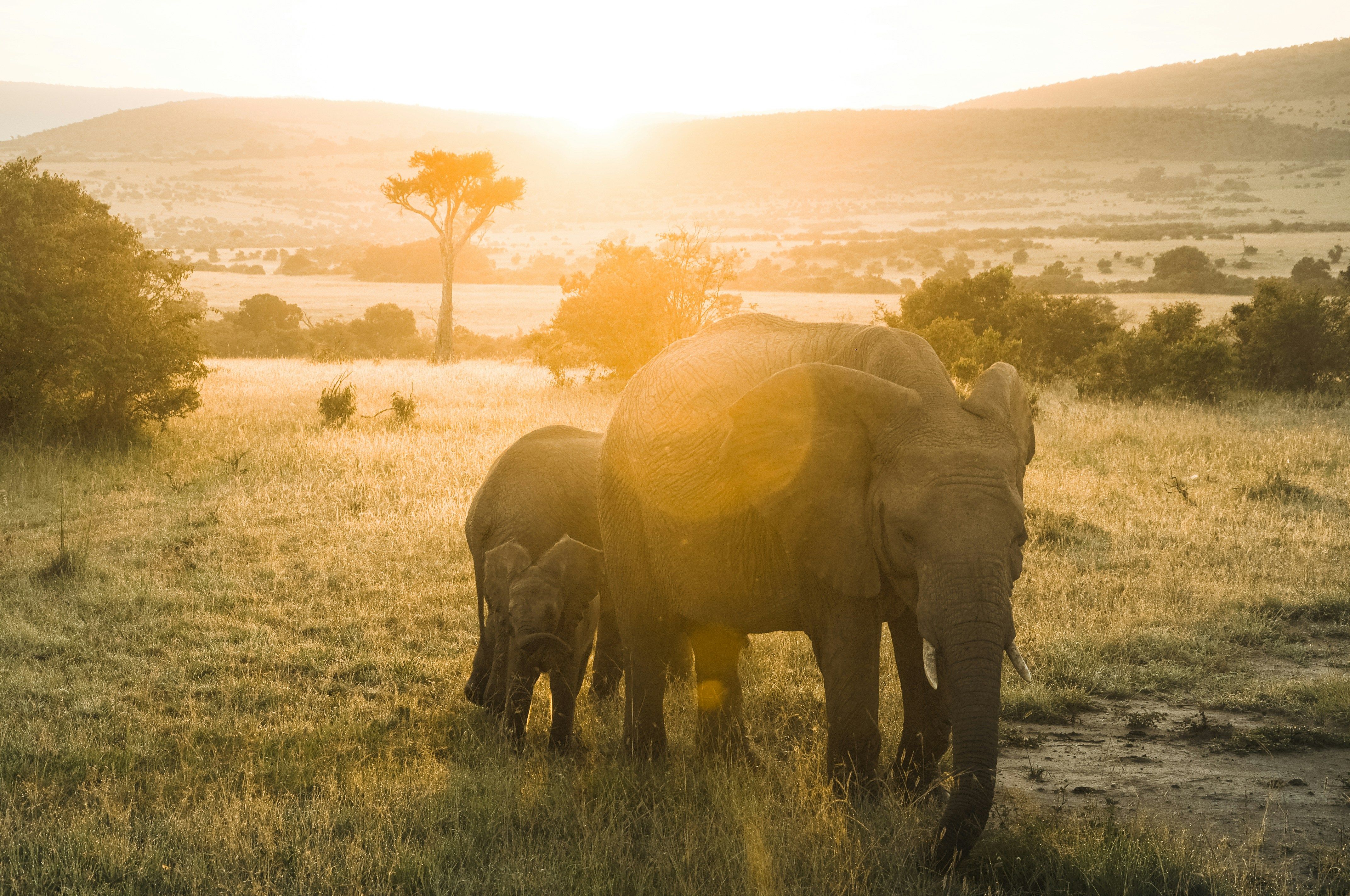 Elephants walking on grassy savannah during sunset
