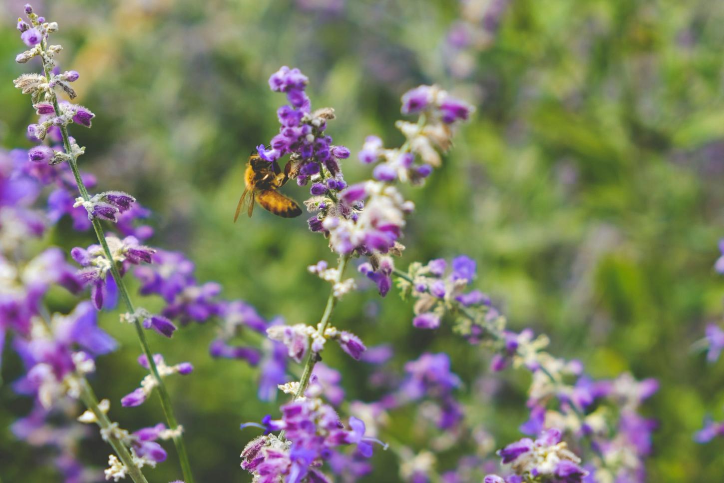 En bie på en blomst