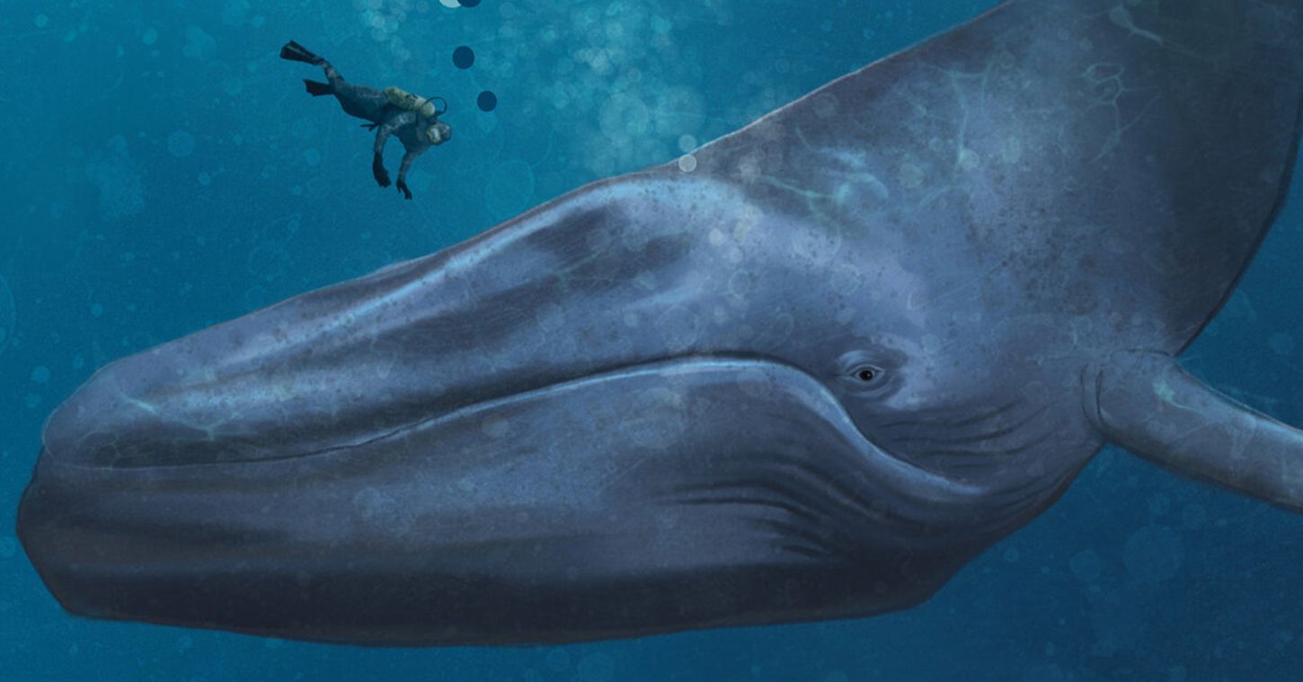 En illustrasjon av en blåhval og en dykker i havet
