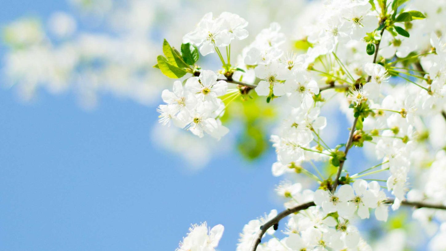 Tre i blomstring med blå himmel i bakgrunnen. Vårtegn
