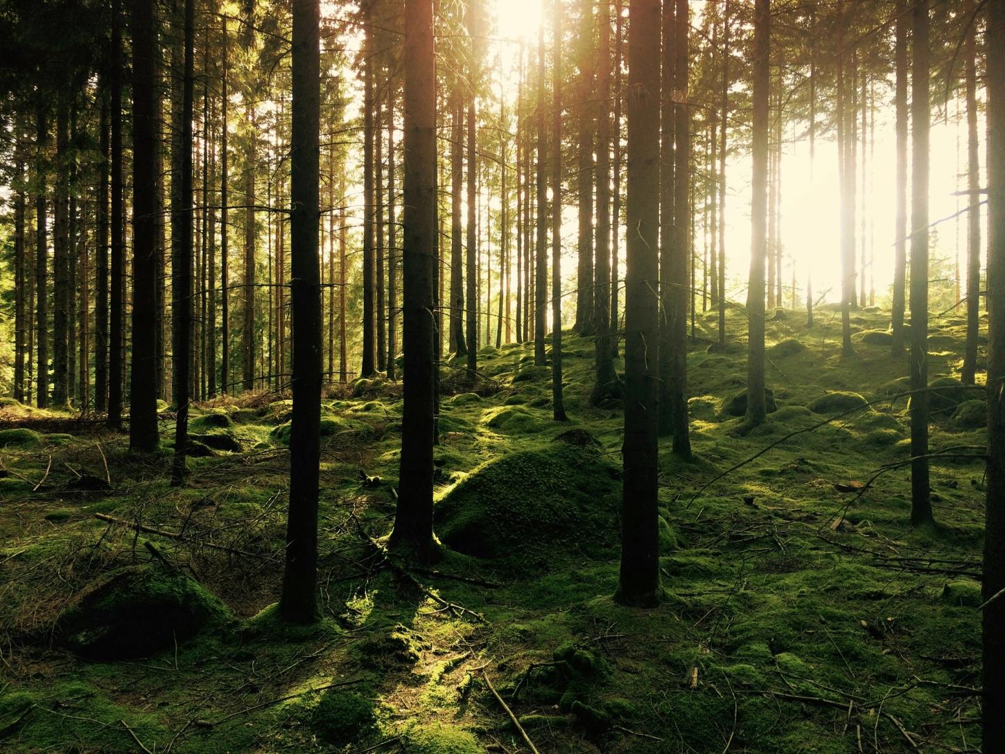 Trær i skogen som står i grønn mose.