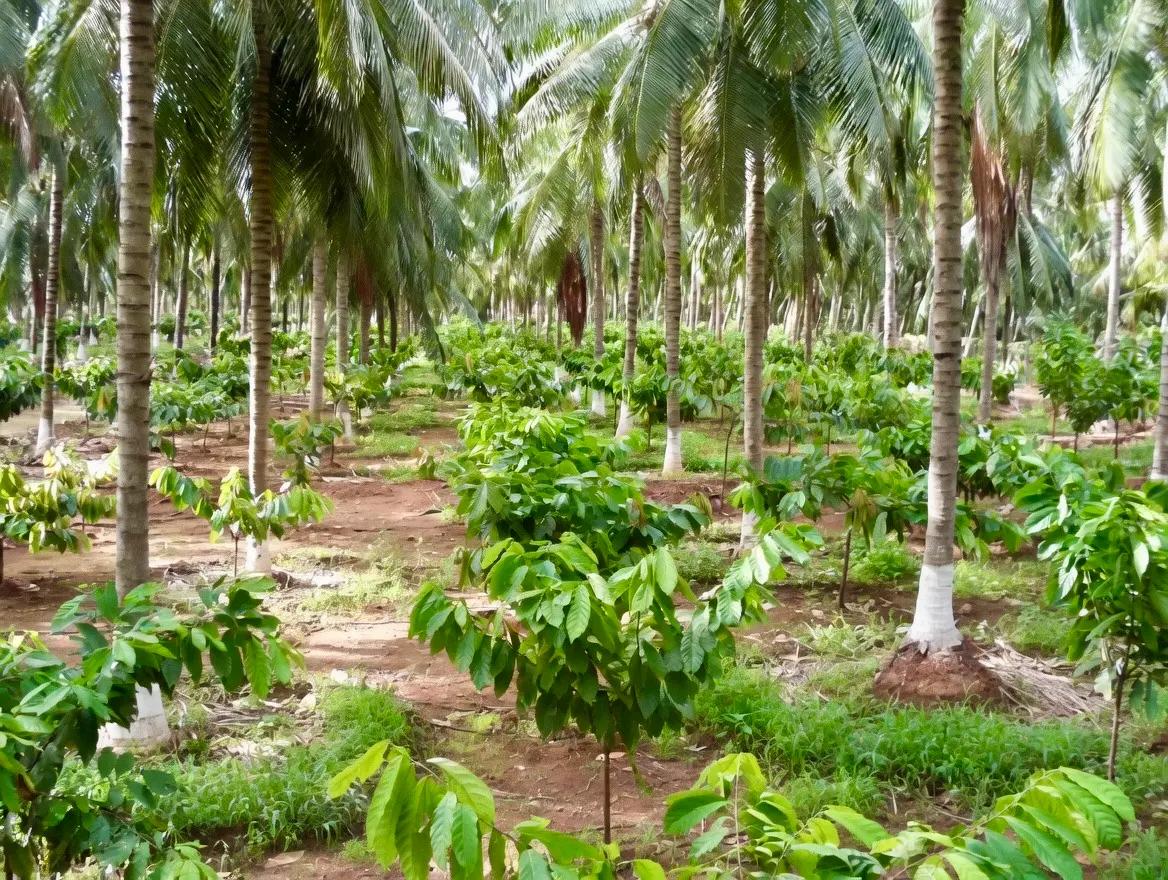 Cacao intercropped with coconut trees.