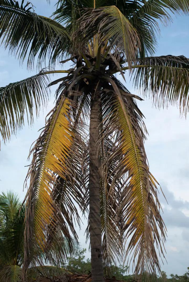 A coconut tree severely damaged by pests.