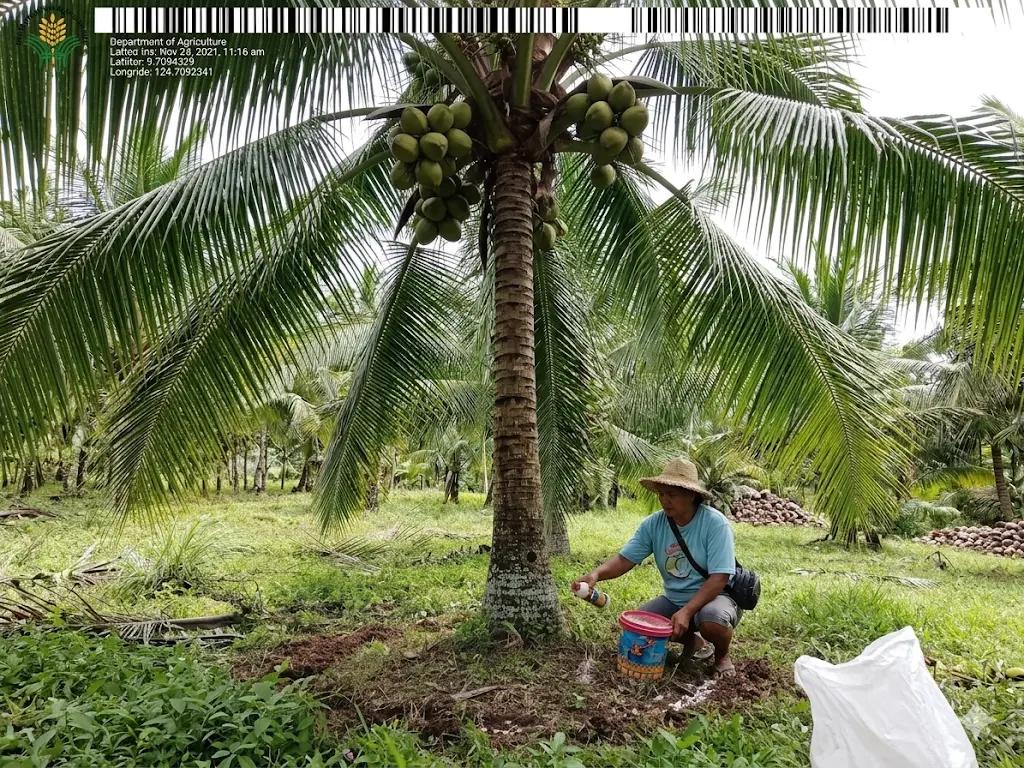 Farmer applying fertilizer to coconut trees