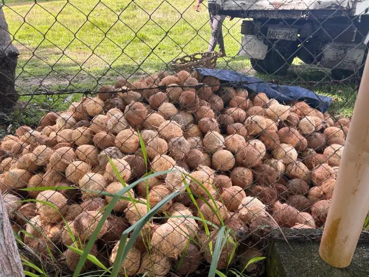 Dehusked coconuts from NCFA COOP members