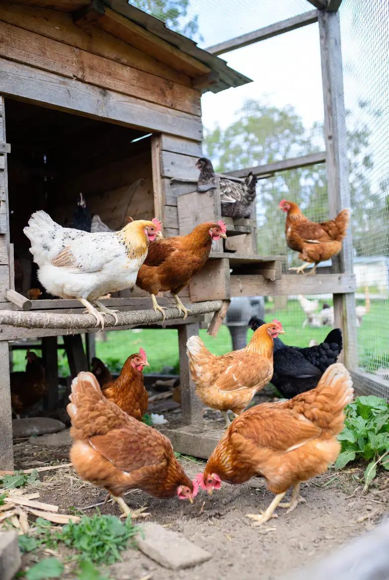 Backyard poultry raising with chickens in a clean coop