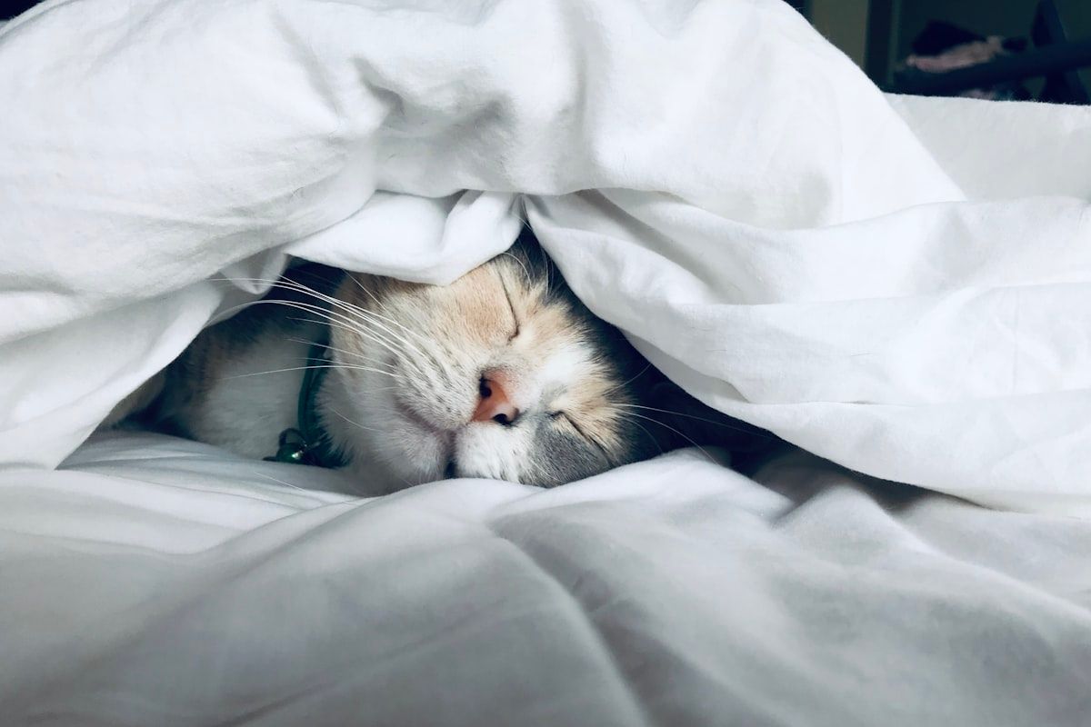 Why Sleep Is the Foundation of Hormonal Health