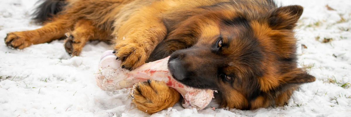 Cachorro deitado na neve com um osso na boca. Ela está segurando esse com as duas patas e esá roendo.