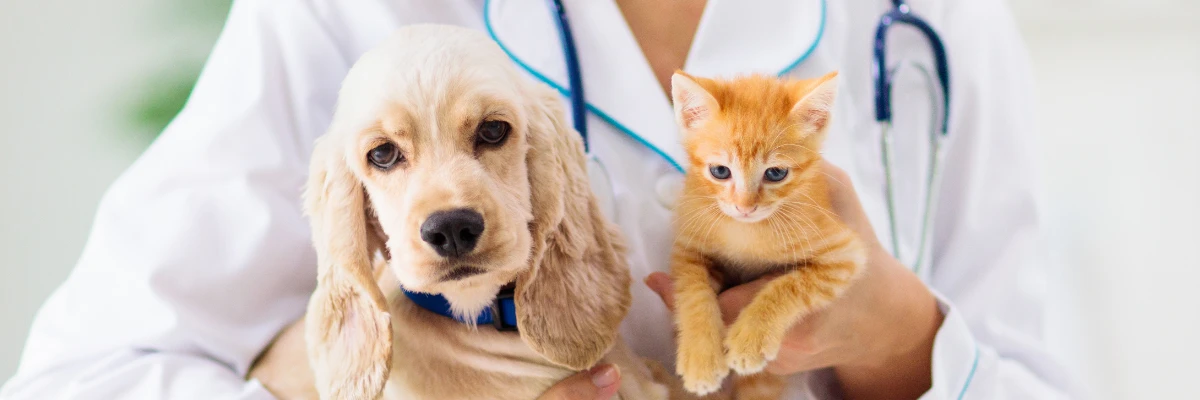 Mão de uma médica veterinária segurando um cachorro e um gato.