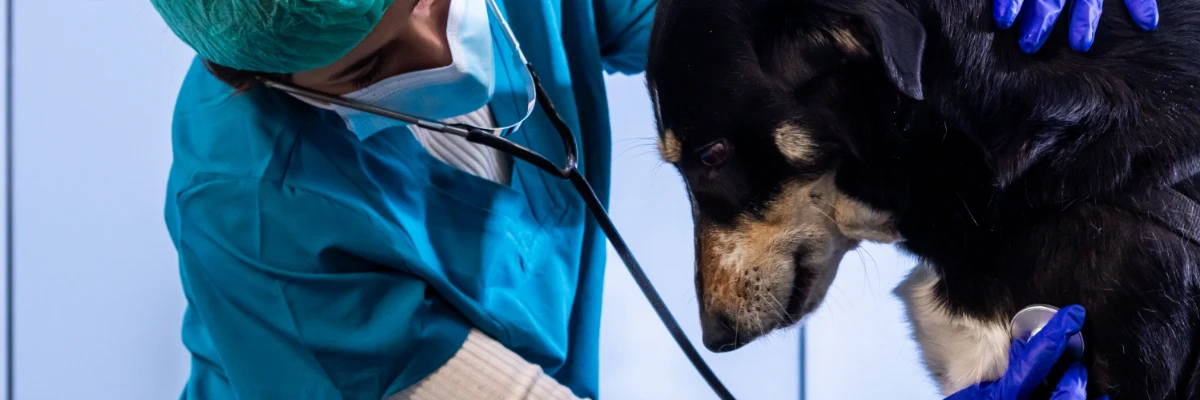 Veterinário examinando cachorro com estetoscópio durante consulta veterinária