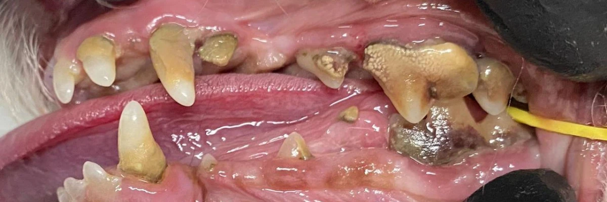 A imagem mostra uma boca de cachorro com severa doença periodontal.