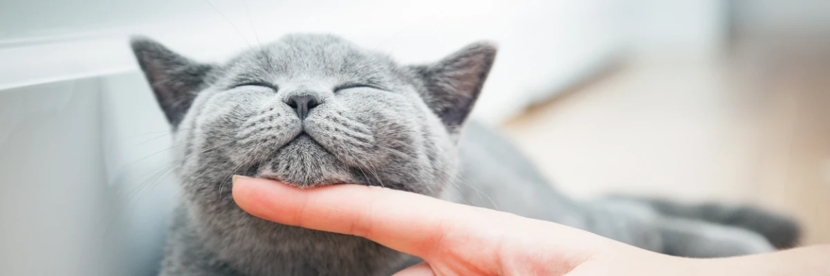 Um gato cinza com os olhos fechados, descansando o rosto na mão de uma pessoa que faz carinho nele.