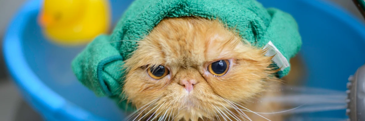 Gato com touca de banho verde, dentro de uma banheira.