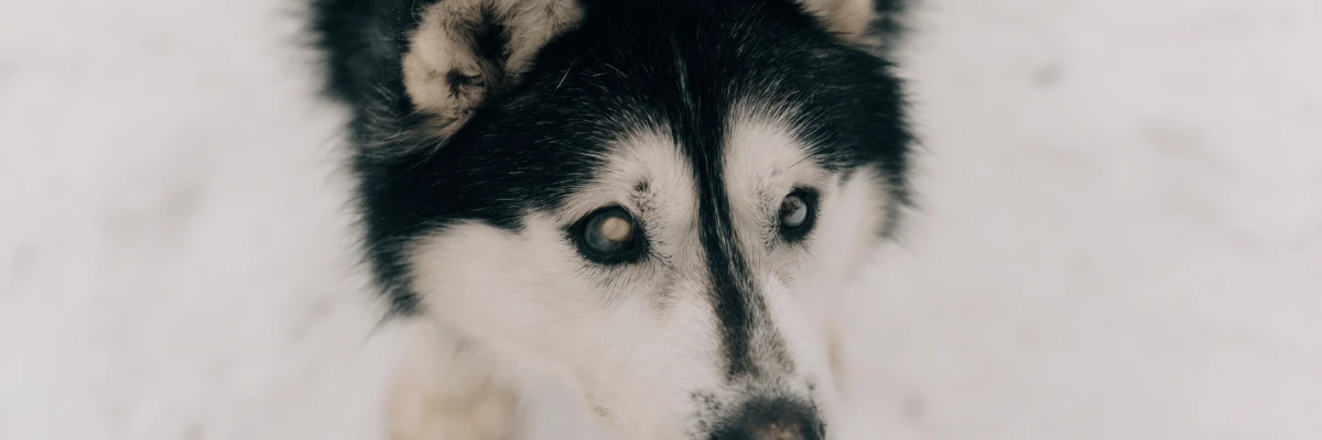 Sinais de que o cachorro pode estar ficando cego