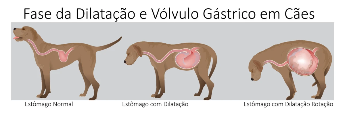 Ilustração mostrando três estágios da dilatação e vólvulo gástrico em cães. O primeiro cão apresenta um estômago normal. O segundo cão tem o estômago dilatado, aumentando de tamanho. O terceiro cão apresenta dilatação com rotação do estômago, indicando um quadro de torção gástrica grave.