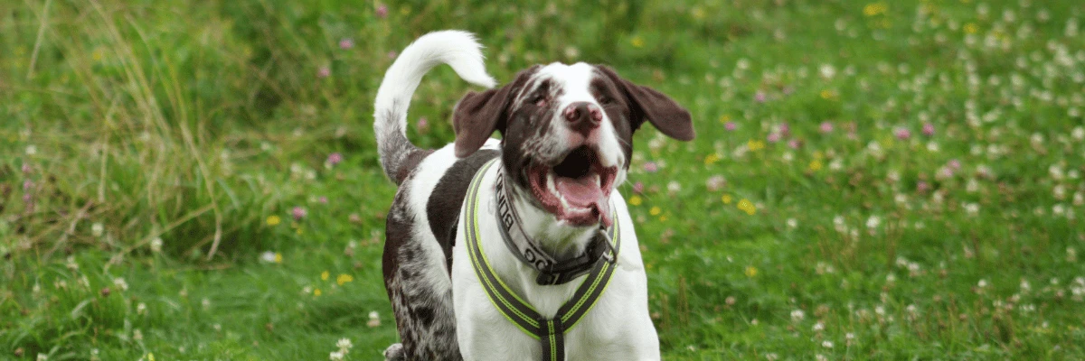 Cuidados essenciais para cachorro cego em casa