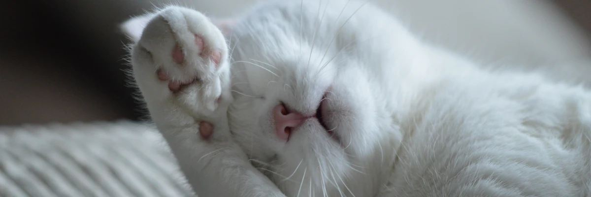 Gato branco dormindo com a pata cobrindo parcialmente o rosto, em uma pose fofa e relaxada.