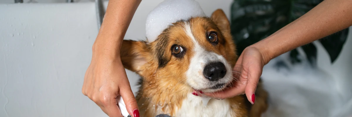 Pessoa dando banho em cachorro de porte médio em casa, com o pet ensaboado e expressão tranquila, representando cuidados com a higiene animal no inverno.