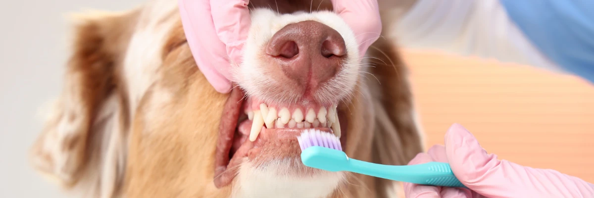 Cachorro com os dentes a mostra. Há uma mão segurando aberto com uma escova de dentes, fazendo analogia a uma escovação dental.