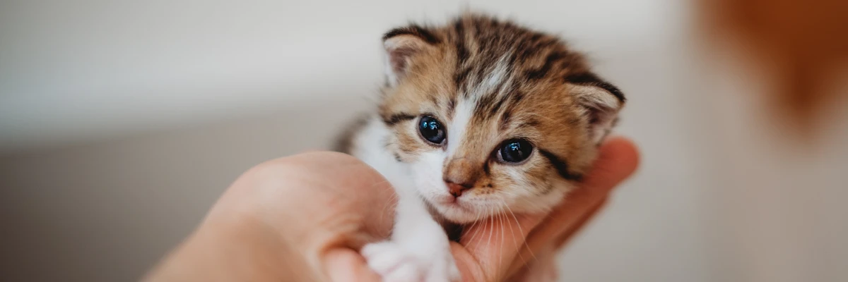 Um filhote de gato pequeno é segurado com cuidado por uma pessoa. O gatinho tem olhos grandes e expressão calma, mostrando um momento de carinho e proteção.
