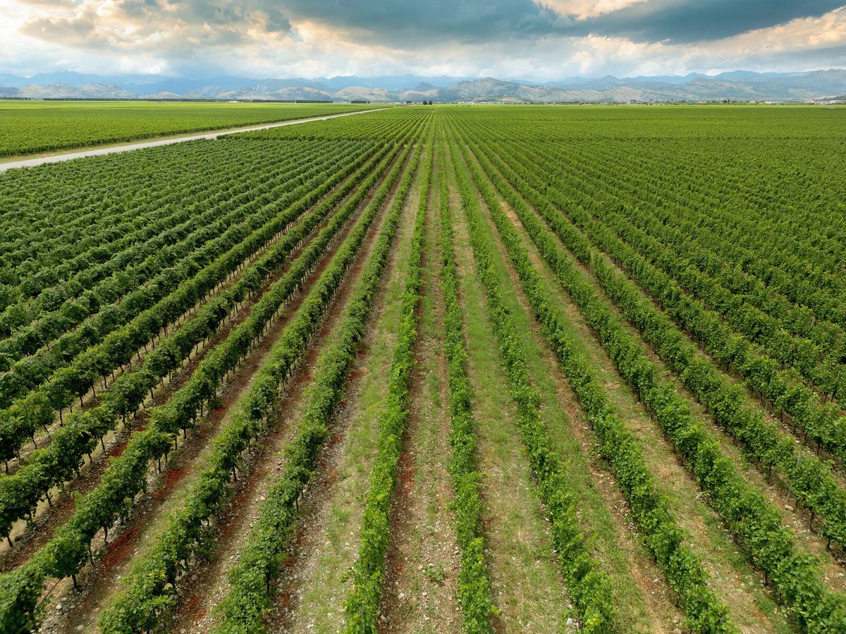 Vineyards of the Montenegrin wine country