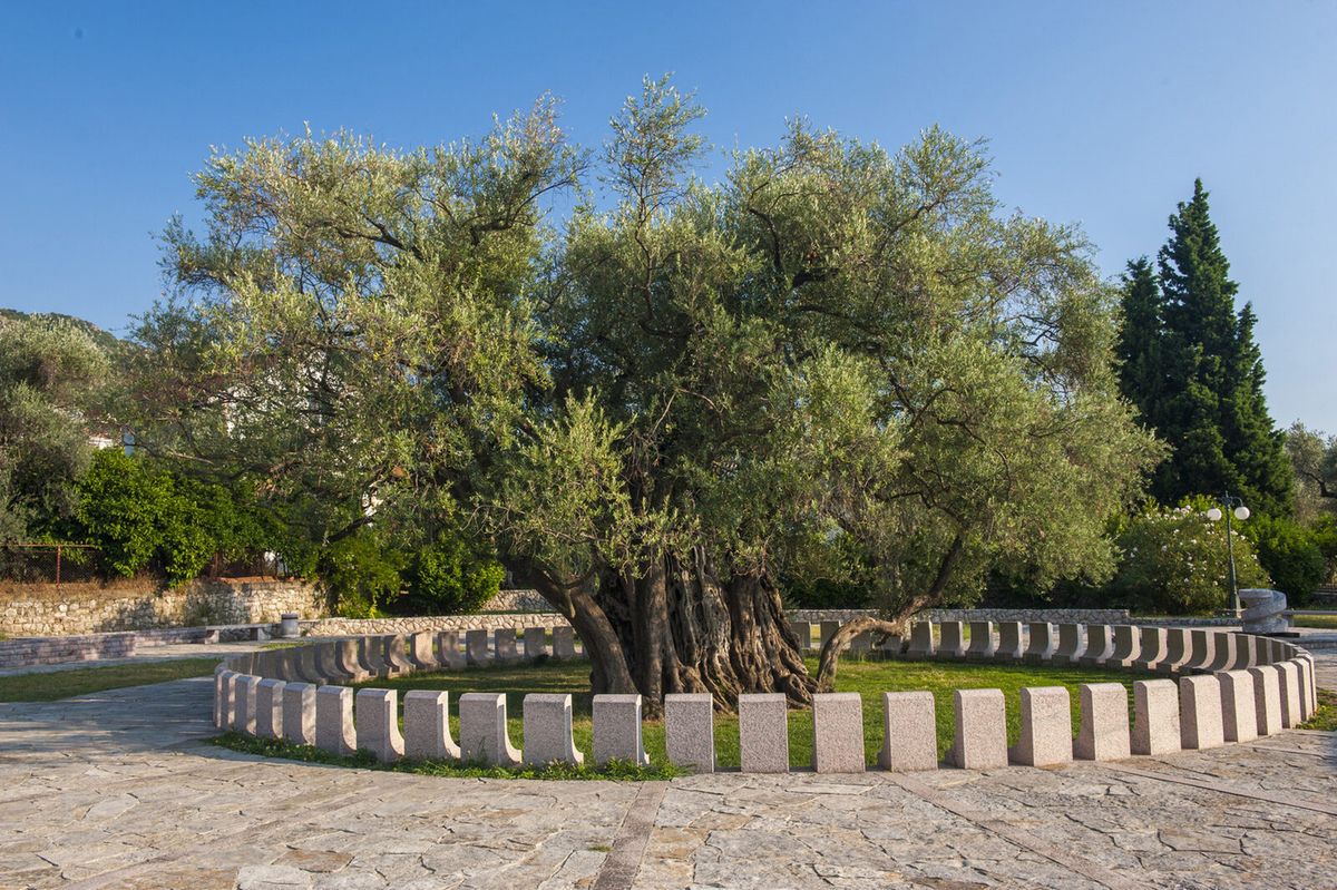 The Old Olive of Bar
