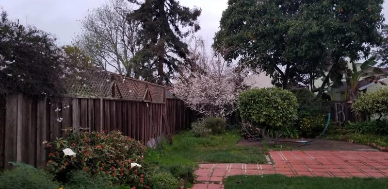 our backyard in Alameda