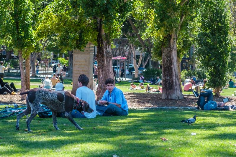 German short-haired pointer stalking birds in North Beach