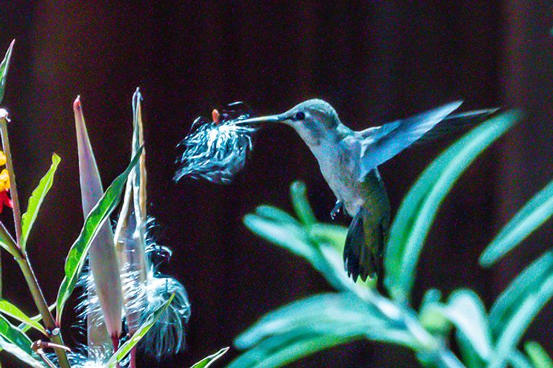 backyard hummer