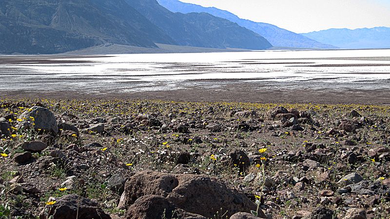 Wildflower Flats