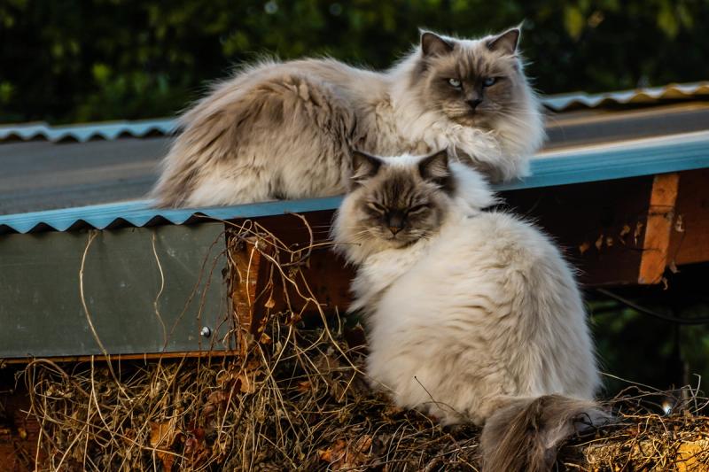 Our neighbors beautiful cats visiting our back yard (attracted out our butterfly garden)