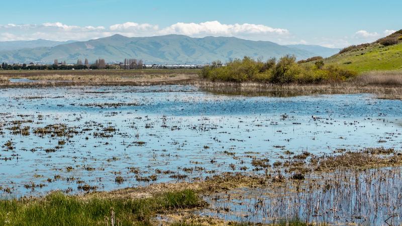 East Bay Spring