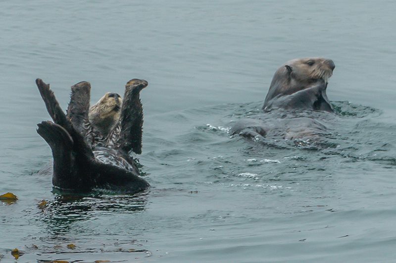 sea otters at morro bay