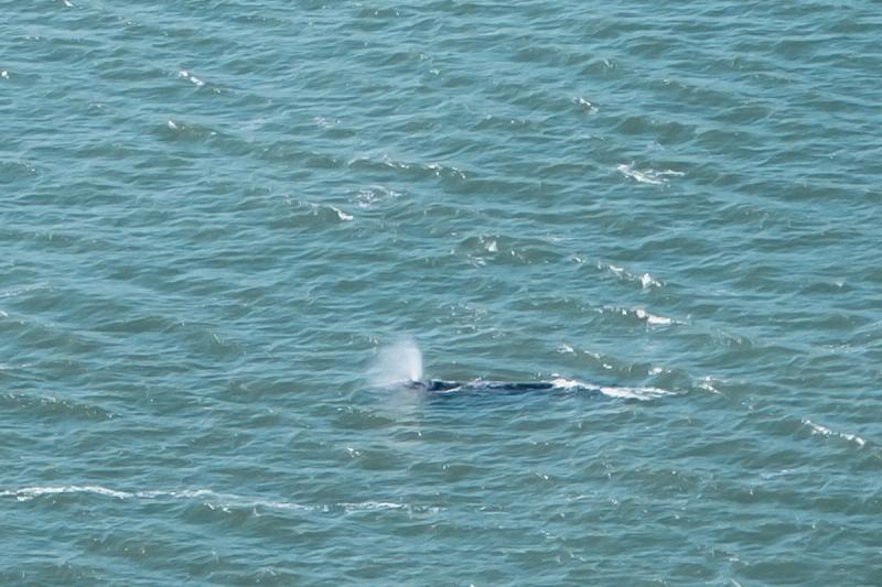 Whales below the GG Bridge