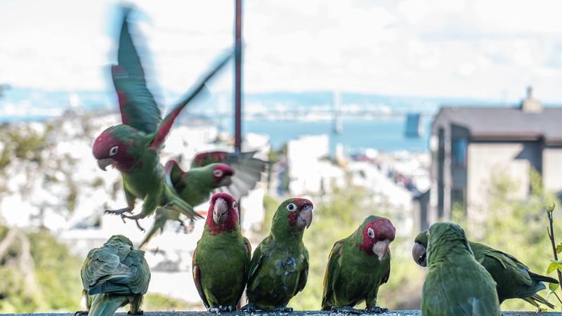 Wild Parrots