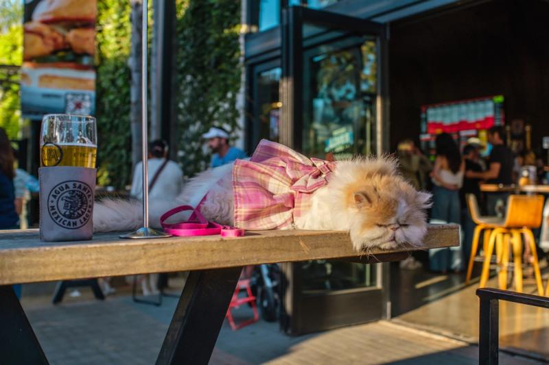 Pub Cat