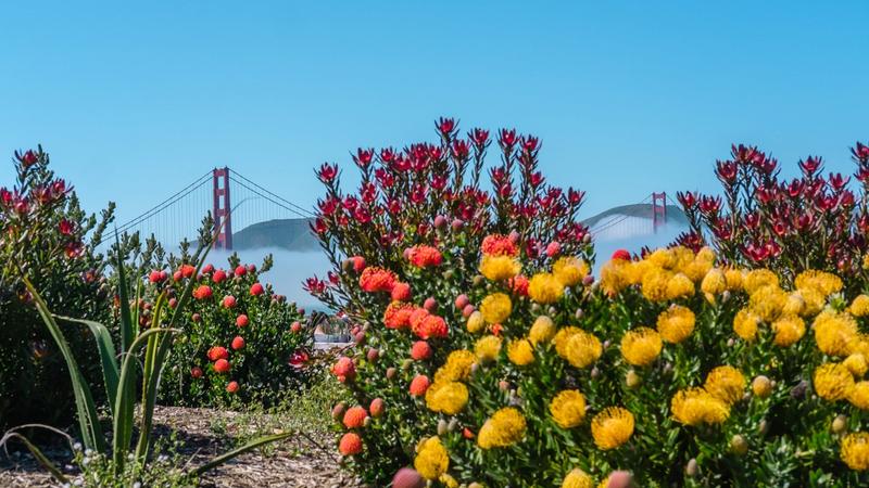 SF Spring
