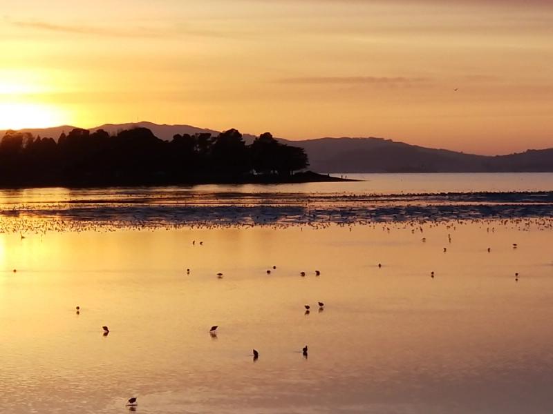 Low tide feeding session at Richmond Pt. 